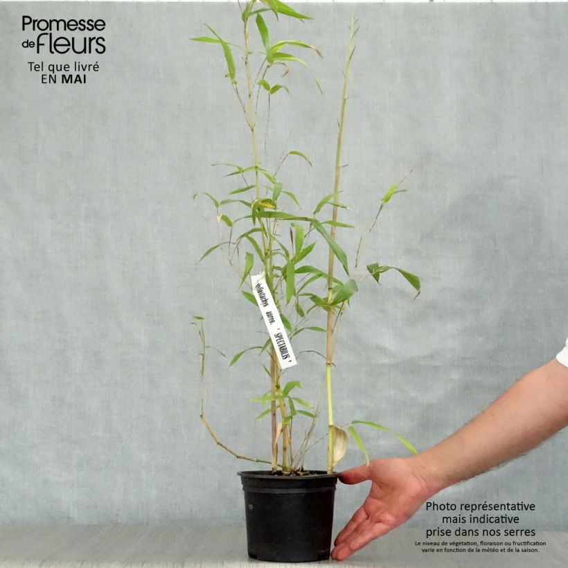 Phyllostachys aureosulcata Spectabilis - Bambú Maceta 2L/3L Ejemplar entregado en la primavera