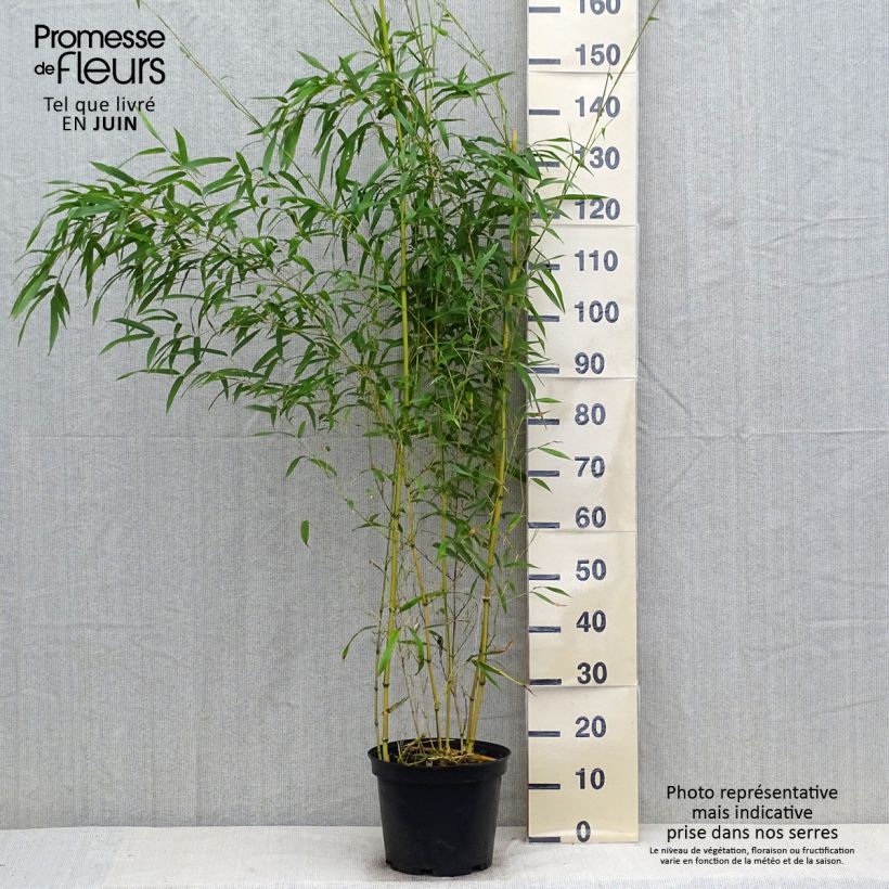 Ejemplar de Phyllostachys aureosulcata Spectabilis - Bambú Maceta 4L/5L entregado en verano