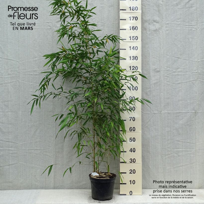 Phyllostachys aureosulcata Spectabilis - Bambú Maceta 4L/5L Ejemplar entregado en la primavera