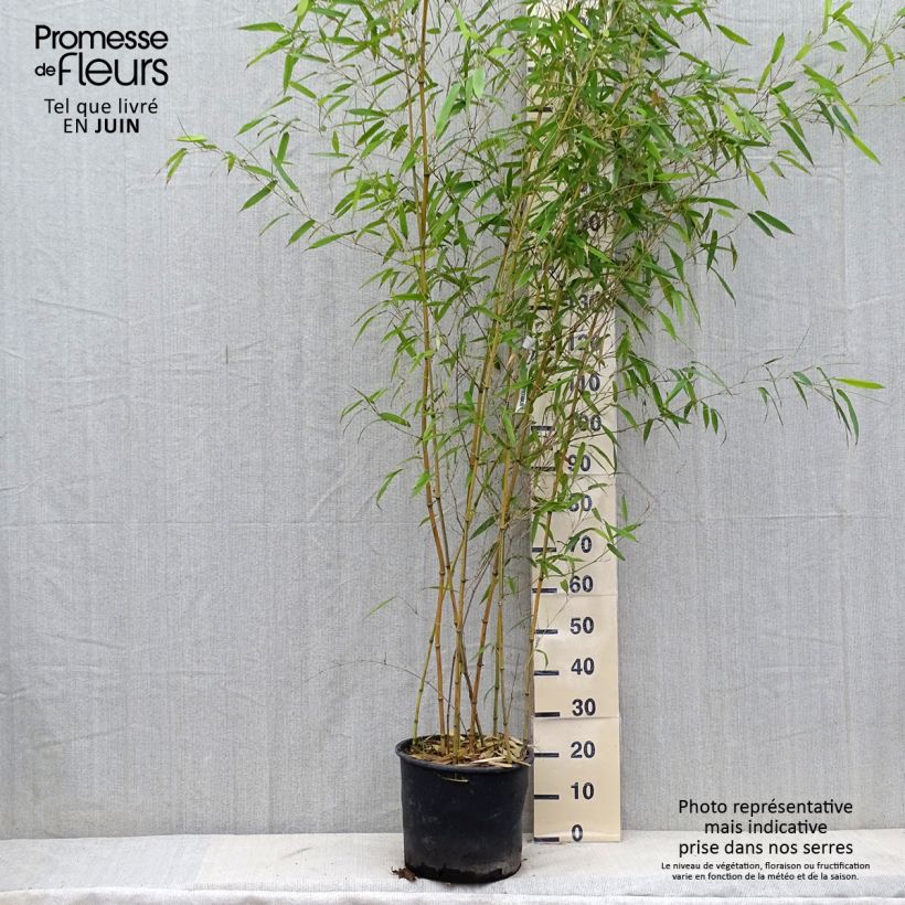 Ejemplar de Phyllostachys aureosulcata Spectabilis - Bambú Maceta 7,5L/10L entregado en verano