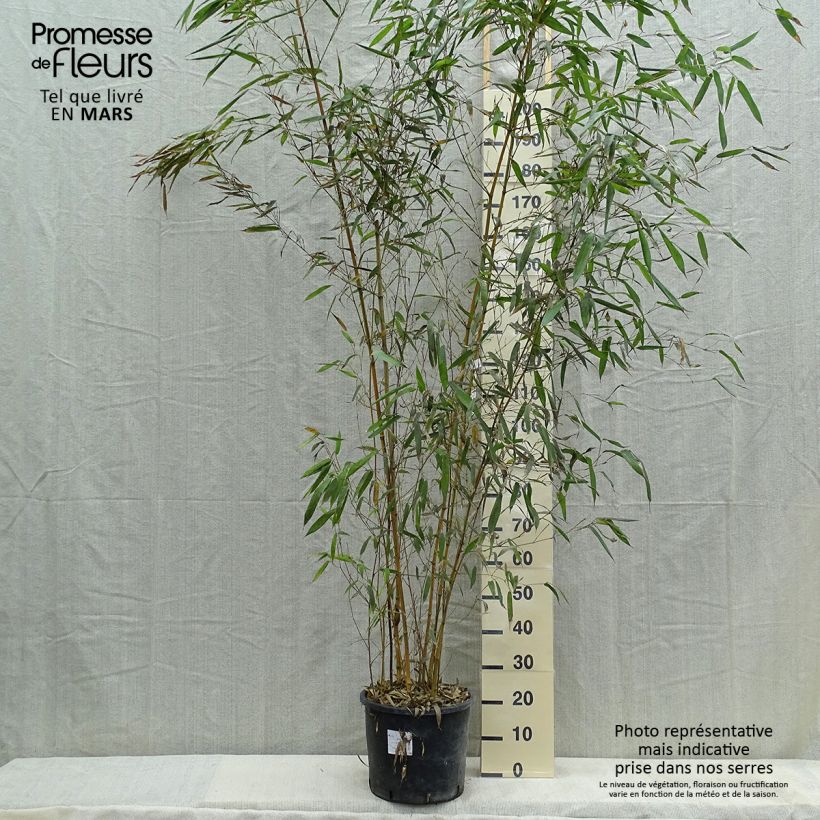 Phyllostachys aureosulcata Spectabilis - Bambú Maceta 7,5L/10L Ejemplar entregado en la primavera
