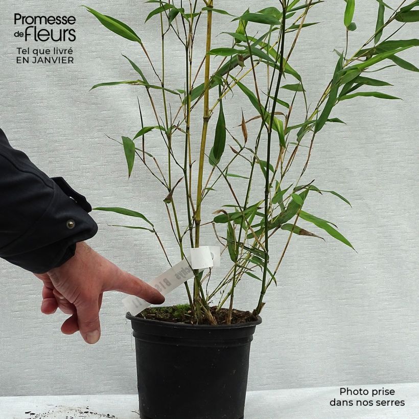 Phyllostachys bissetii - Bambú de Bisset Maceta 2L/3L Ejemplar entregado en invierno