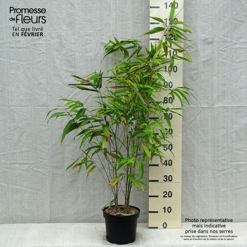 Phyllostachys edulis - Bambú moso Maceta 4L/5L Ejemplar entregado en invierno