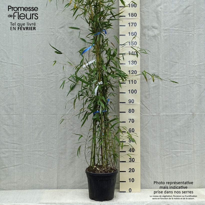 Phyllostachys flexuosa - Bambú Maceta 12L/15L Ejemplar entregado en invierno