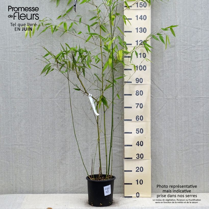 Ejemplar de Phyllostachys glauca - Bambú Maceta 4L/5L entregado en verano