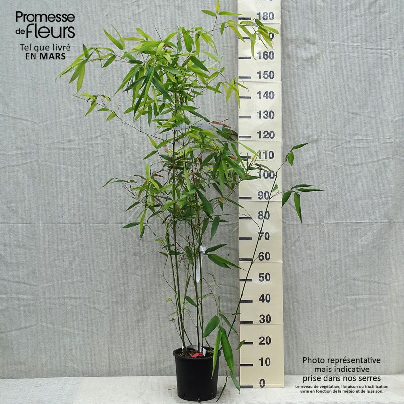 Phyllostachys glauca - Bambú Maceta 4L/5L Ejemplar entregado en la primavera