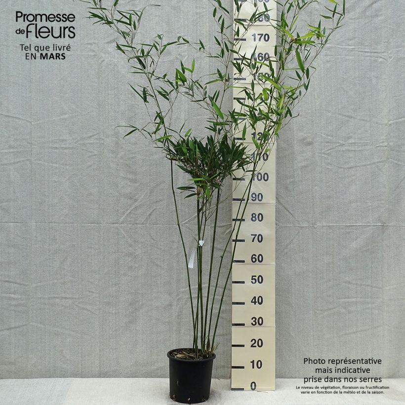 Phyllostachys heteroclada - Bambú Maceta 4L/5L Ejemplar entregado en la primavera