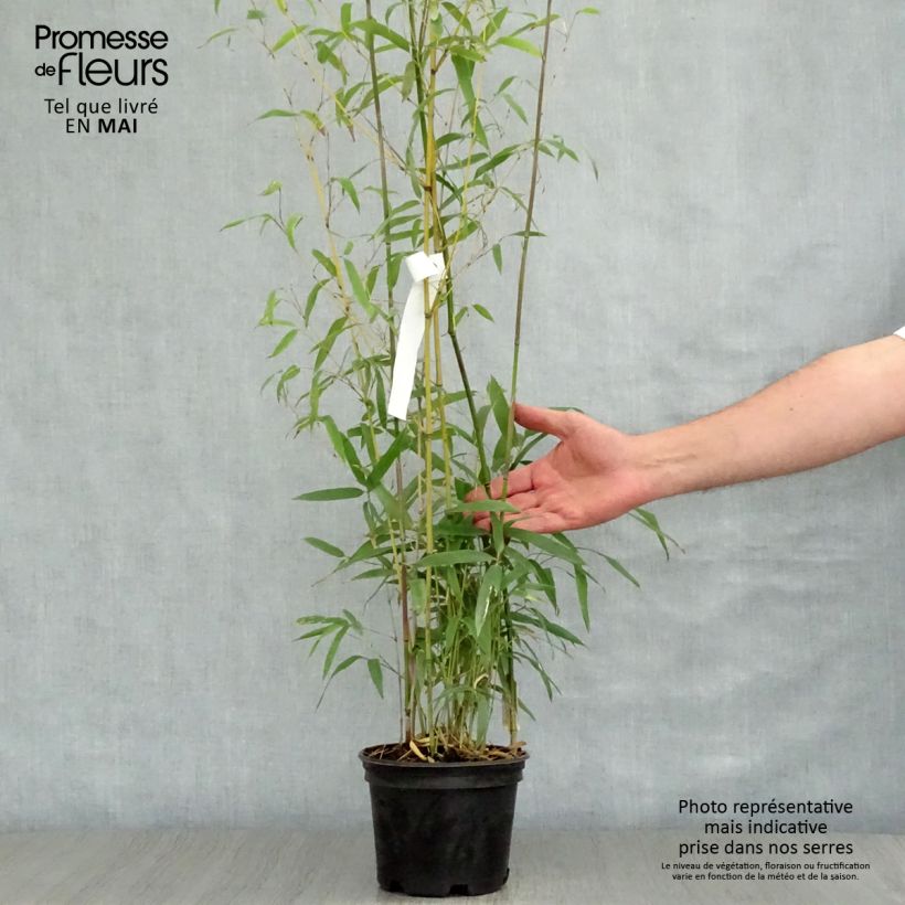 Phyllostachys humilis - Bambú Maceta 2L/3L Ejemplar entregado en la primavera
