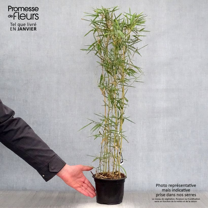 Phyllostachys humilis - Bambú Maceta 2L/3L Ejemplar entregado en invierno