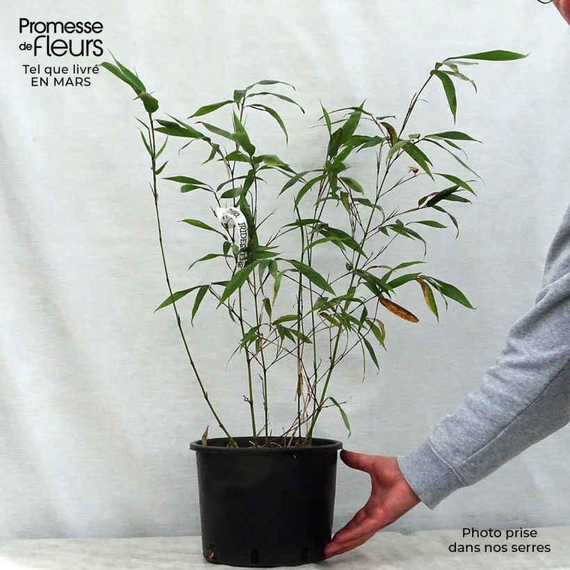Phyllostachys iridescens - Bambú Maceta 4L/5L Ejemplar entregado en la primavera