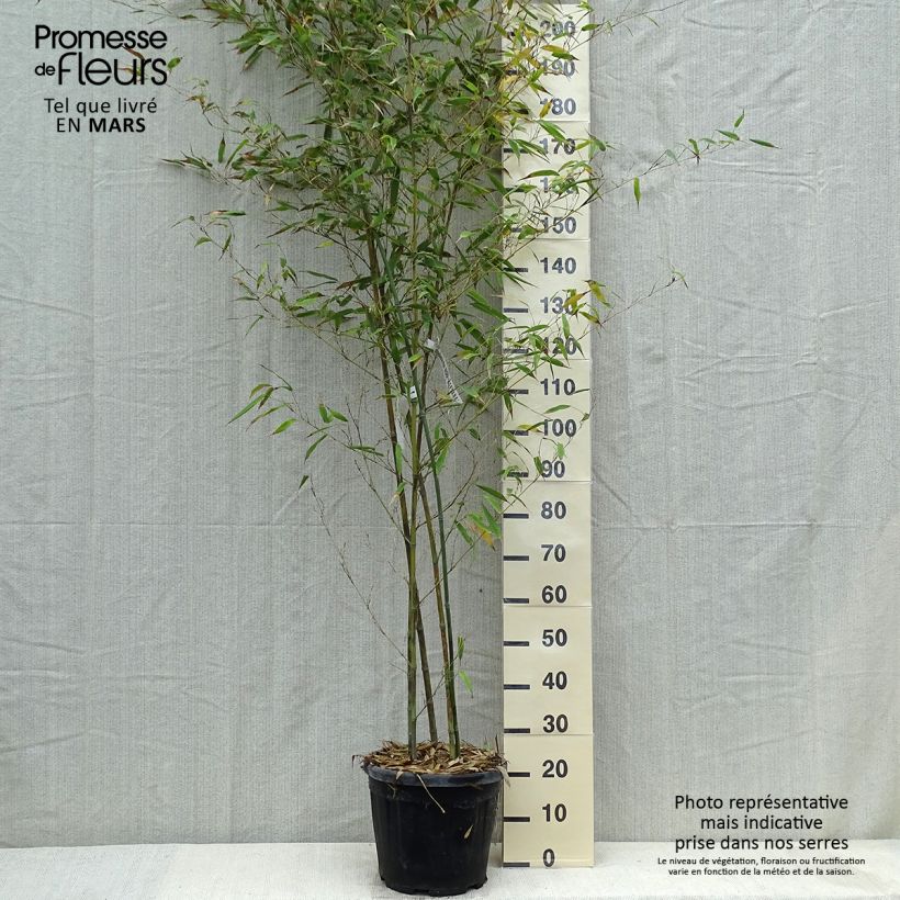 Phyllostachys nigra Boryana - Bambú negro Maceta 12L/15L Ejemplar entregado en la primavera