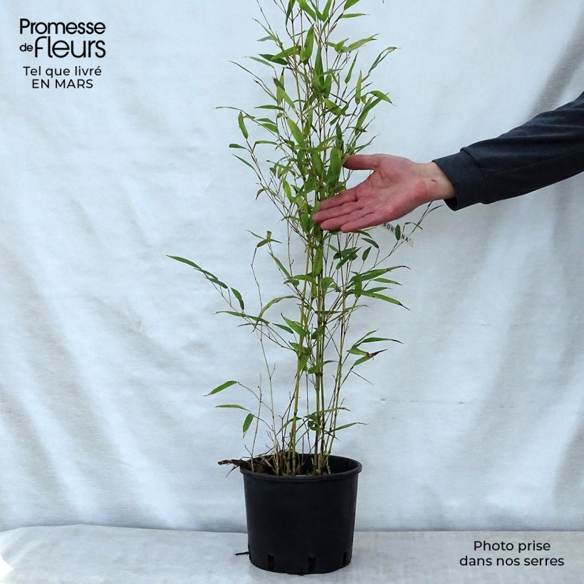 Phyllostachys nigra Boryana - Bambú negro Maceta 4L/5L Ejemplar entregado en la primavera