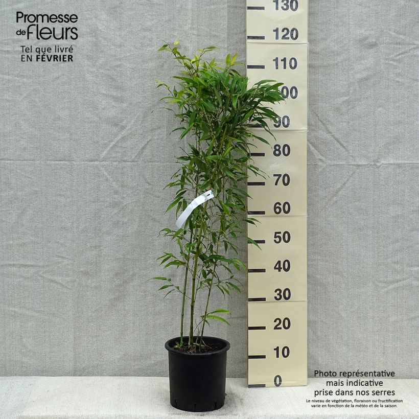 Phyllostachys nigra Boryana - Bambú negro Maceta 4L/5L Ejemplar entregado en invierno