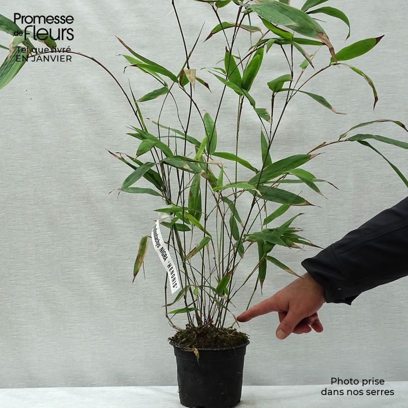 Phyllostachys nigra Henonis - Bambú negro Maceta 2L/3L Ejemplar entregado en invierno