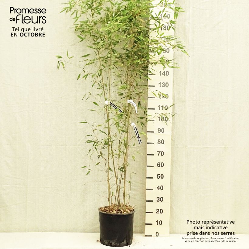 Ejemplar de Phyllostachys nigra Henonis - Bambú negro Maceta 12L/15L entregado en otoño