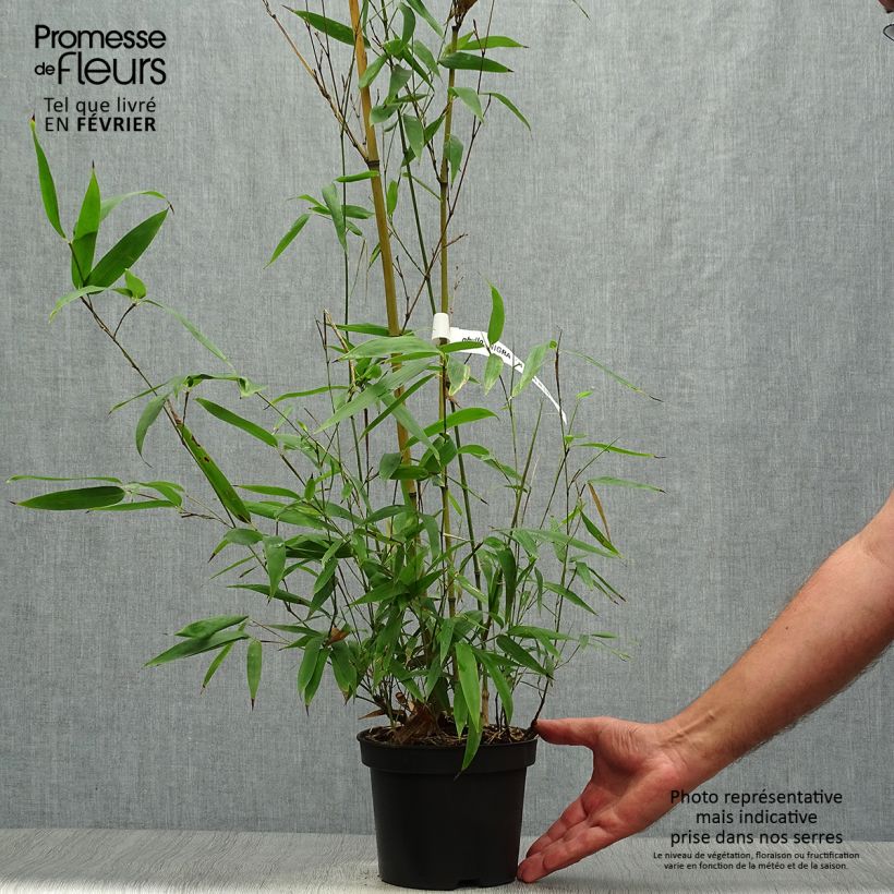 Ejemplar de Phyllostachys nigra Henonis - Bambú negro Maceta 2L/3L entregado en otoño