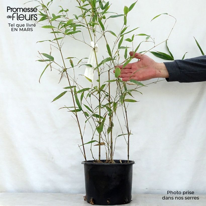 Phyllostachys nigra Henonis - Bambú negro Maceta 4L/5L Ejemplar entregado en la primavera