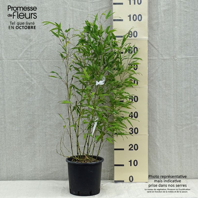 Ejemplar de Phyllostachys nigra Henonis - Bambú negro Maceta 4L/5L entregado en otoño
