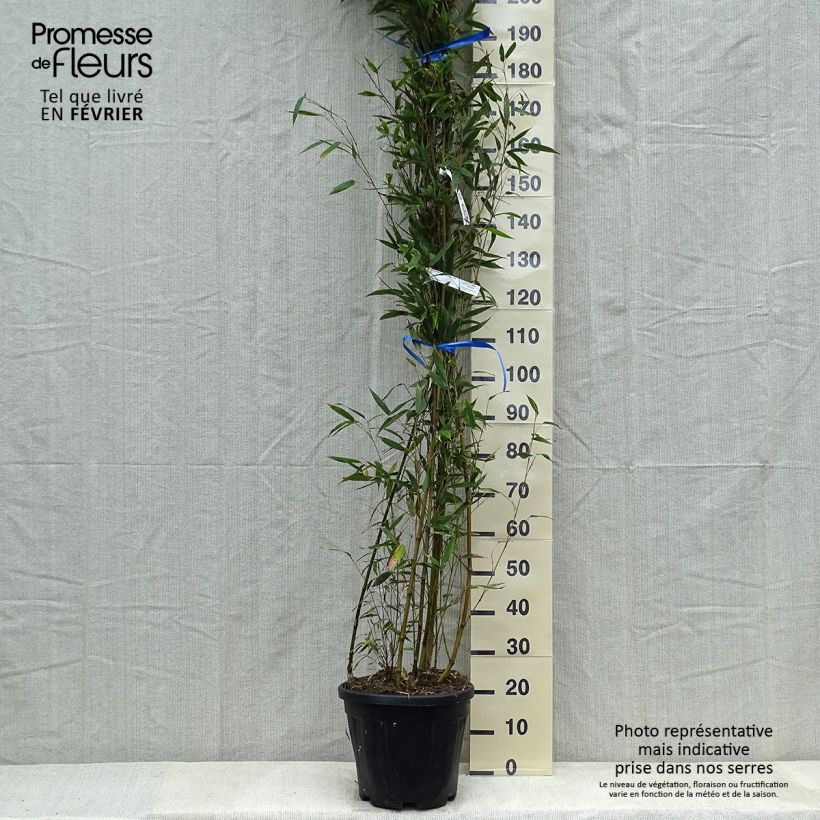 Phyllostachys nigra Megurochiku - Bambú negro Maceta 12L/15L Ejemplar entregado en invierno