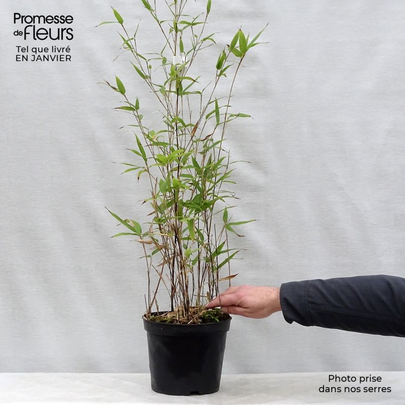 Phyllostachys nigra - Bambú negro Maceta 4L/5L Ejemplar entregado en invierno