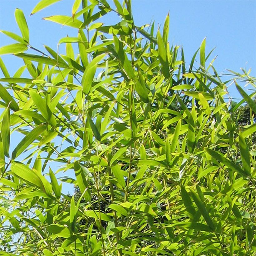 Phyllostachys nigra Henonis - Bambú negro (Follaje)