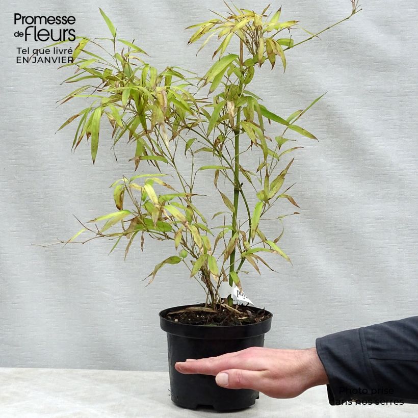 Phyllostachys parviflora - Bambú Maceta 4L/5L Ejemplar entregado en invierno