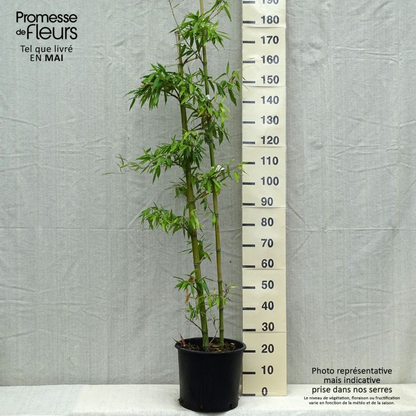 Phyllostachys parviflora - Bambú Maceta 12L/15L Ejemplar entregado en la primavera