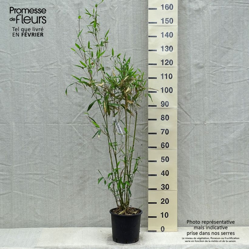 Phyllostachys rubromarginata - Bambú Maceta 4L/5L Ejemplar entregado en invierno