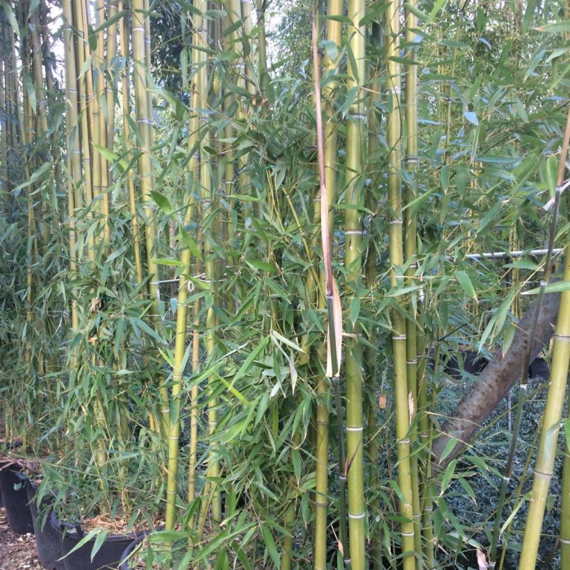 Phyllostachys viridiglaucescens - Bambú (Follaje)