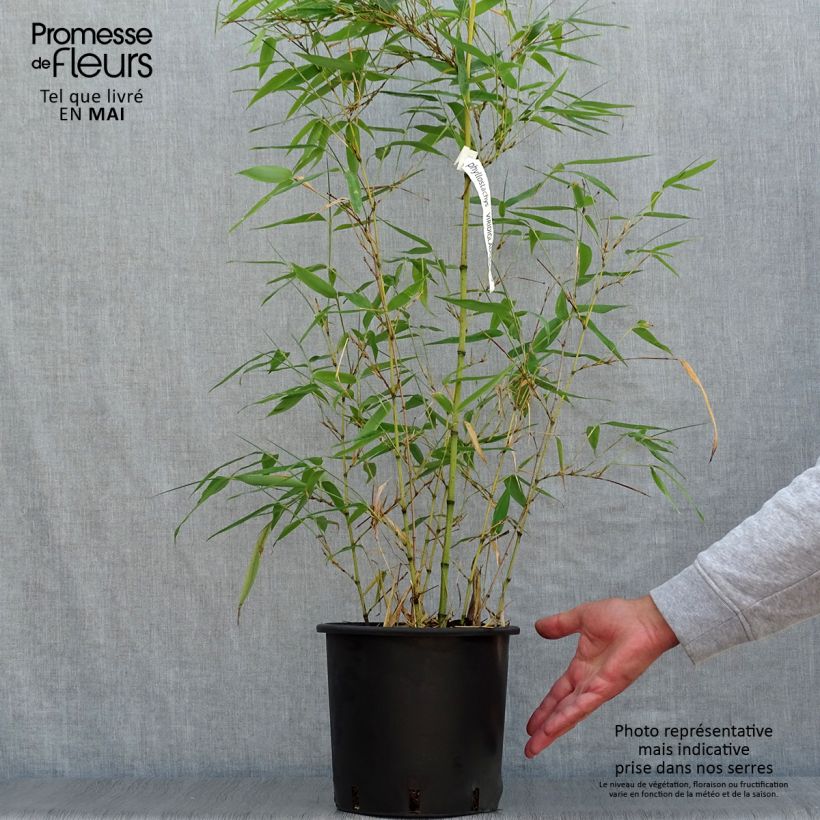 Phyllostachys viridiglaucescens - Bambú Maceta 4L/5L Ejemplar entregado en la primavera