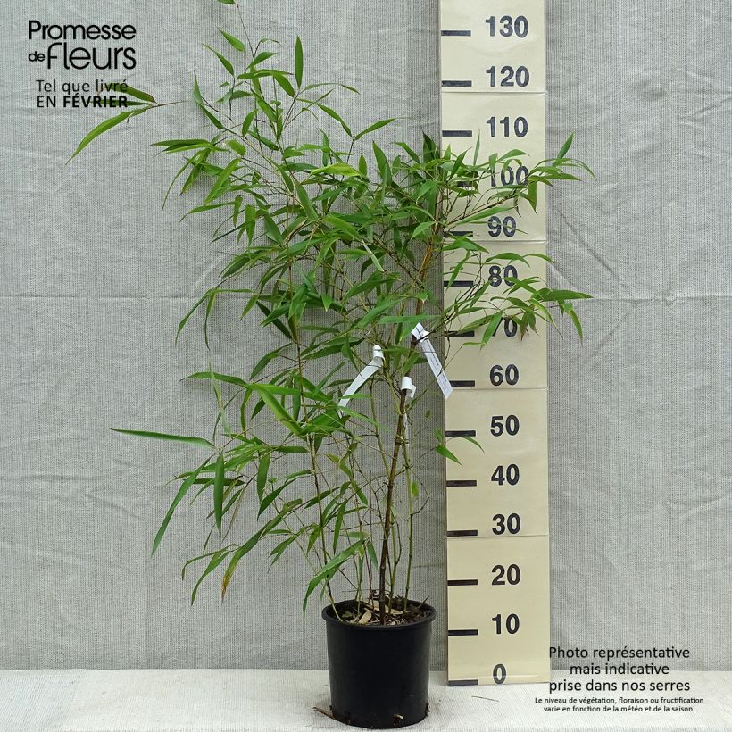 Phyllostachys viridiglaucescens - Bambú Maceta 4L/5L Ejemplar entregado en invierno
