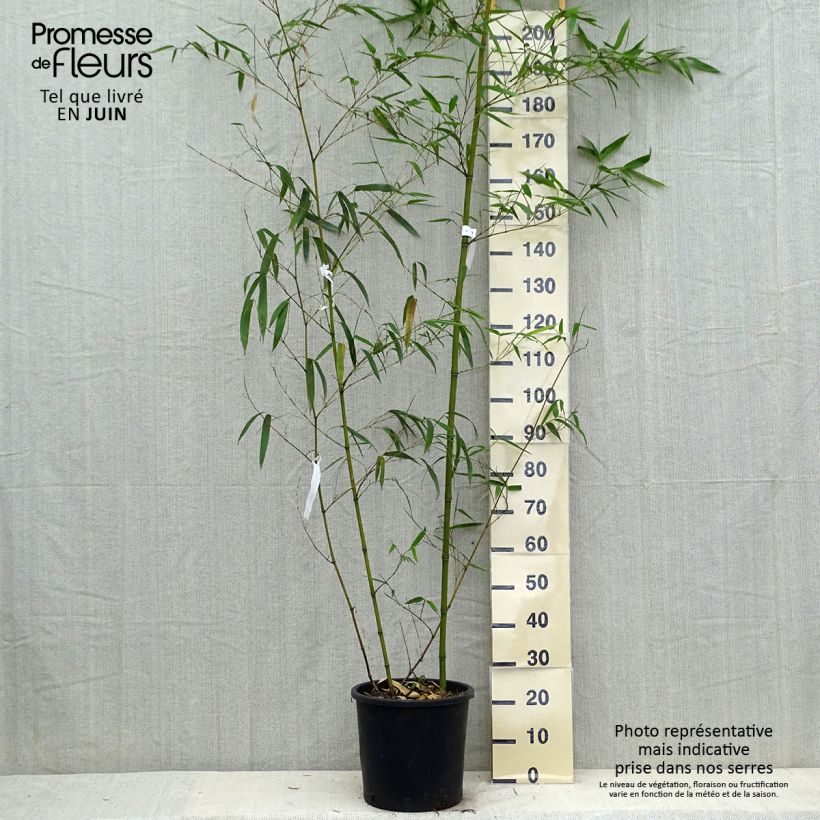 Phyllostachys vivax Aureocaulis - Bambú Maceta 4L/5L Ejemplar entregado en la primavera