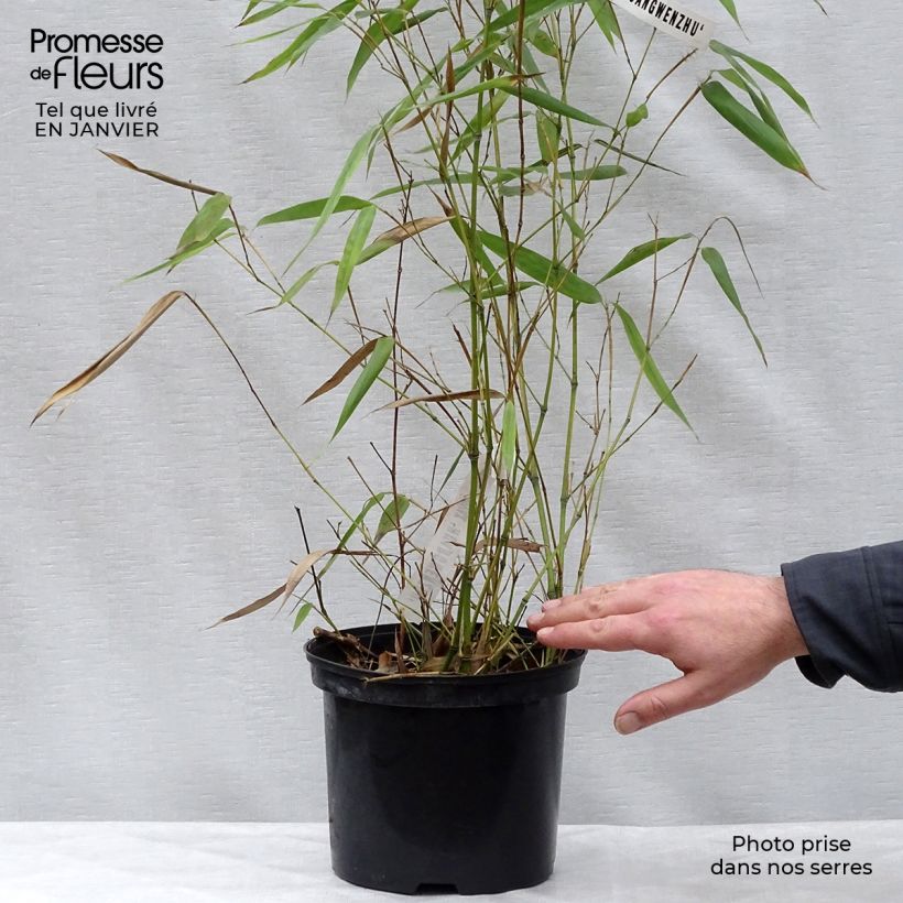 Phyllostachys vivax Huangwenzhu - Bambú Maceta 4L/5L Ejemplar entregado en invierno