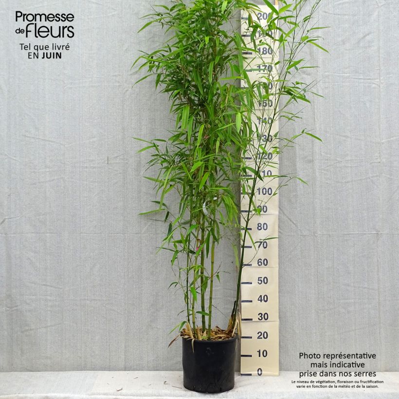Ejemplar de Phyllostachys vivax Huangwenzhu - Bambú Maceta 12L/15L entregado en verano