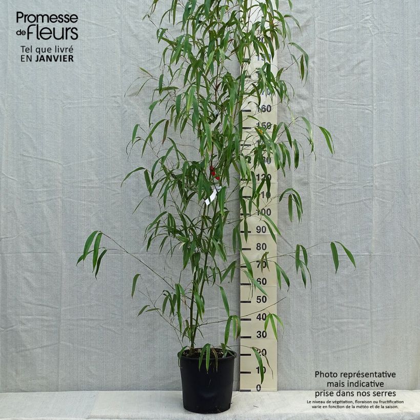 Phyllostachys vivax Huangwenzhu - Bambú Maceta 12L/15L Ejemplar entregado en invierno