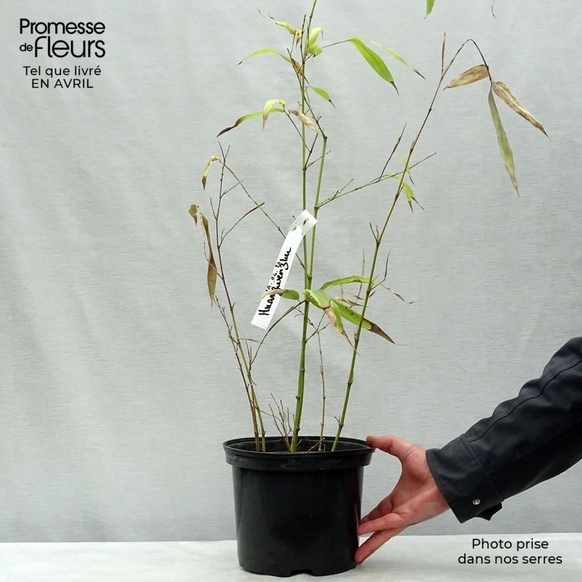 Phyllostachys vivax Huangwenzhu - Bambú Maceta 4L/5L Ejemplar entregado en la primavera