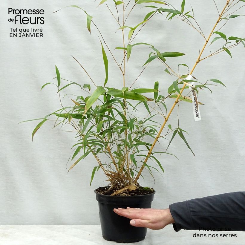 Phyllostachys vivax MacClure - Bambú Maceta 12L/15L Ejemplar entregado en invierno