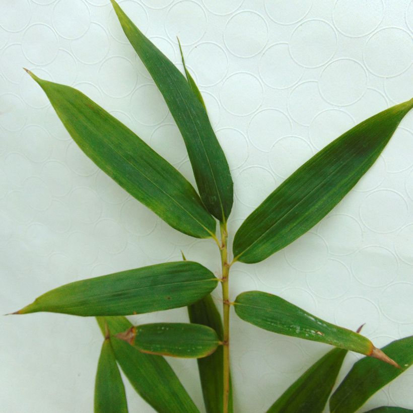 Phyllostachys vivax MacClure - Bambú (Follaje)