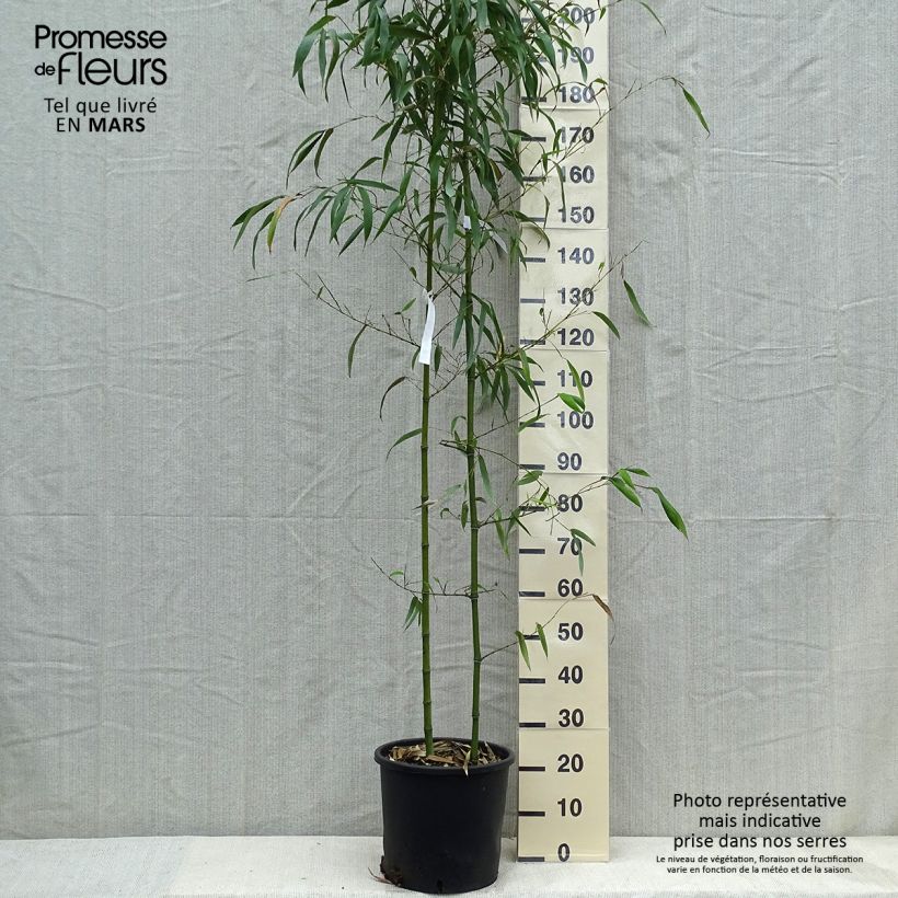Phyllostachys vivax MacClure - Bambú Maceta 12L/15L Ejemplar entregado en la primavera