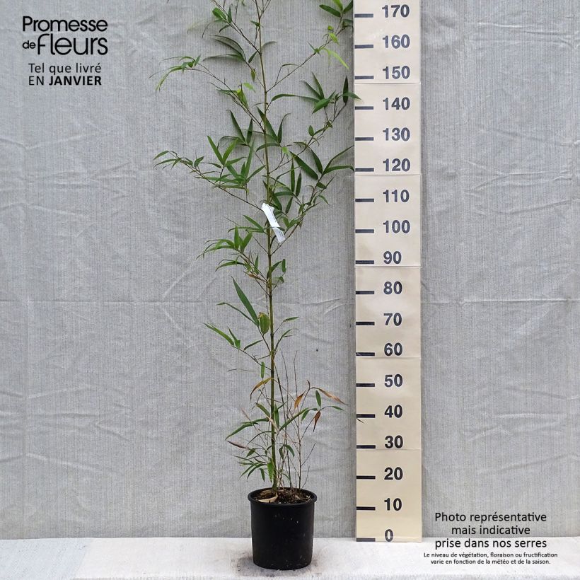 Phyllostachys vivax MacClure - Bambú Maceta 4L/5L Ejemplar entregado en invierno