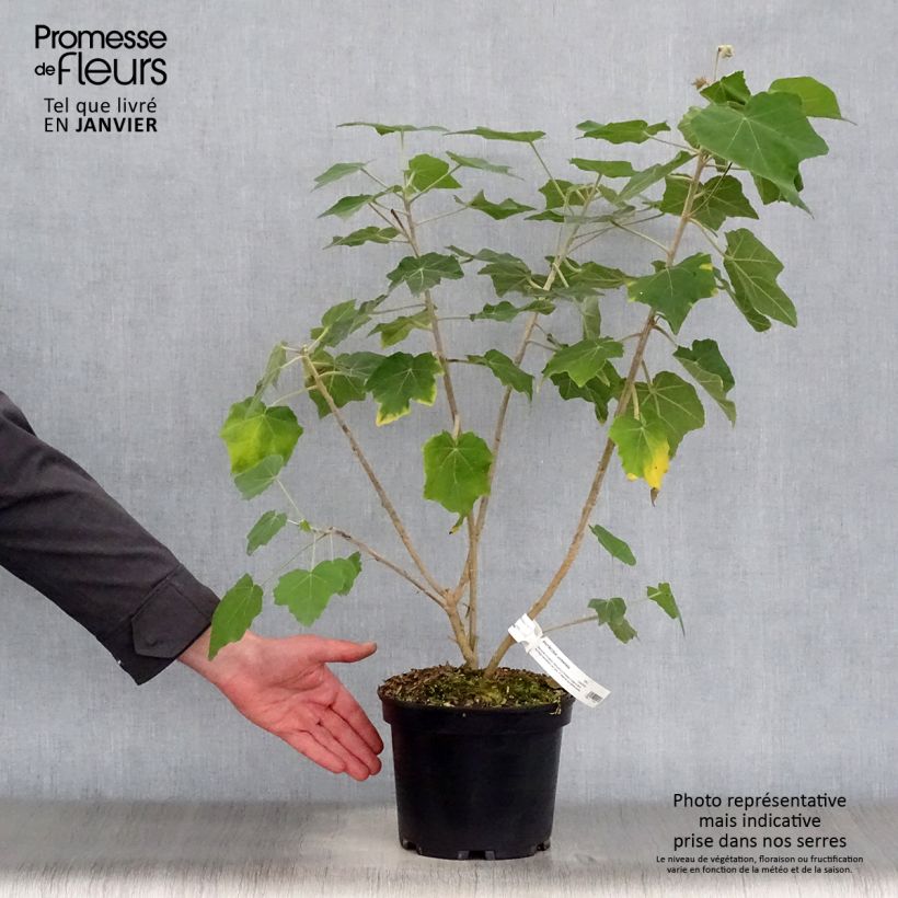 Phymosia umbellata - Fimosia Maceta 4L/5L Ejemplar entregado en invierno