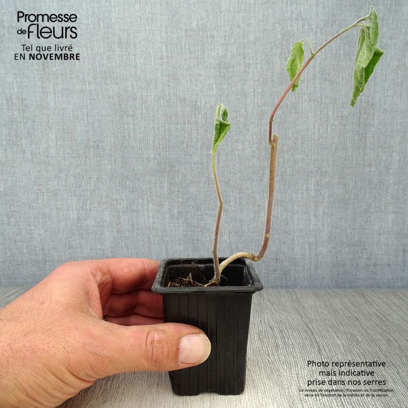 Ejemplar de Aguaymanto Bio - Physalis peruviana Maceta de 7/8 cm entregado en otoño