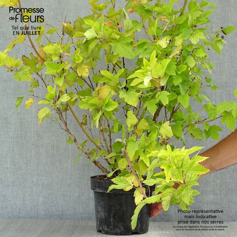 Ejemplar de Physocarpus opulifolius Dart's Gold Maceta 3L/4L entregado en verano