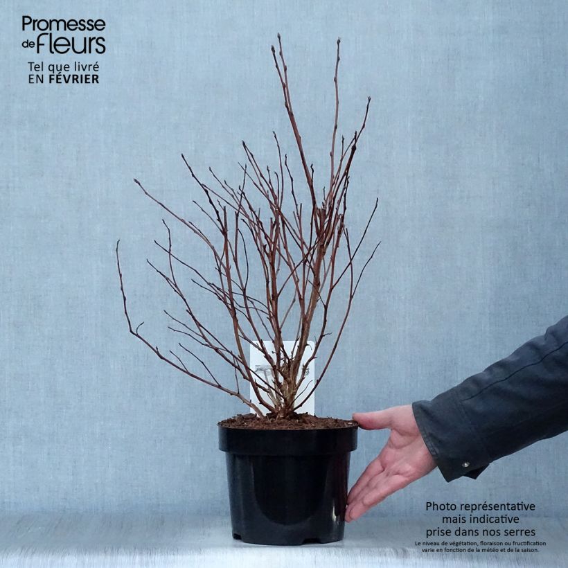 Physocarpus opulifolius Dart's Gold Maceta 3L/4L Ejemplar entregado en invierno