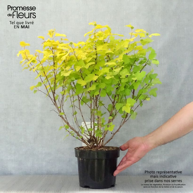 Physocarpus opulifolius Dart's Gold Maceta 3L/4L Ejemplar entregado en la primavera