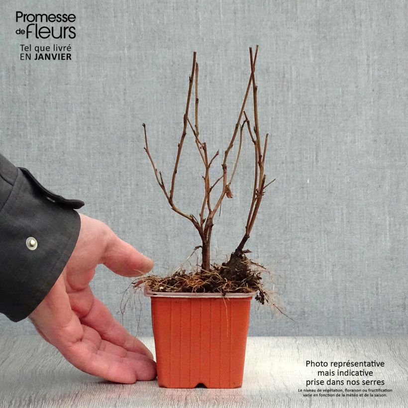Physocarpus opulifolius Dart's Gold Maceta de 8/9 cm Ejemplar entregado en invierno