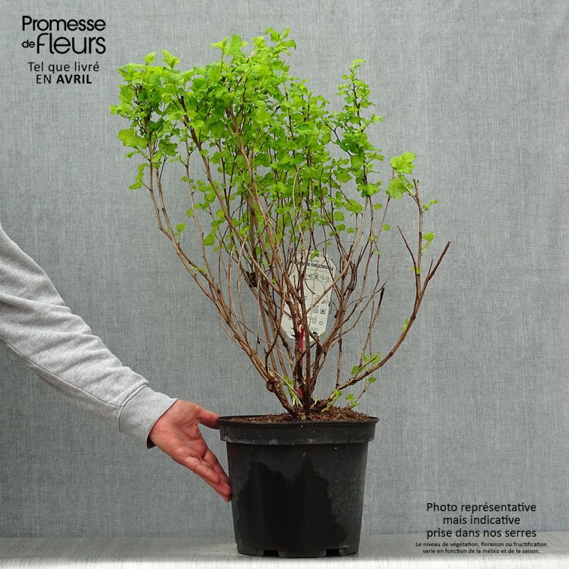 Physocarpus opulifolius Dart's Gold Maceta 6L/7L Ejemplar entregado en la primavera