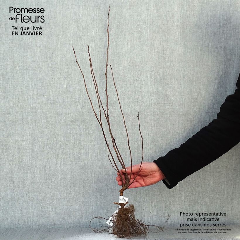Physocarpus opulifolius Dart's Gold Raíces desnudas Ejemplar entregado en invierno