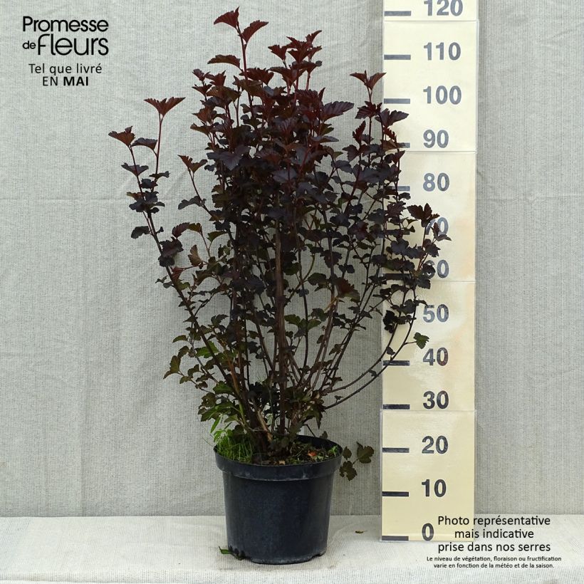 Physocarpus opulifolius Midnight Maceta 7,5L/10L Ejemplar entregado en la primavera