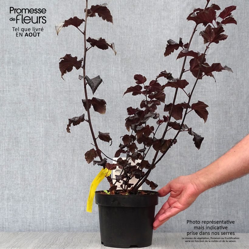 Ejemplar de Physocarpus opulifolius Midnight Maceta 3L/4L entregado en verano